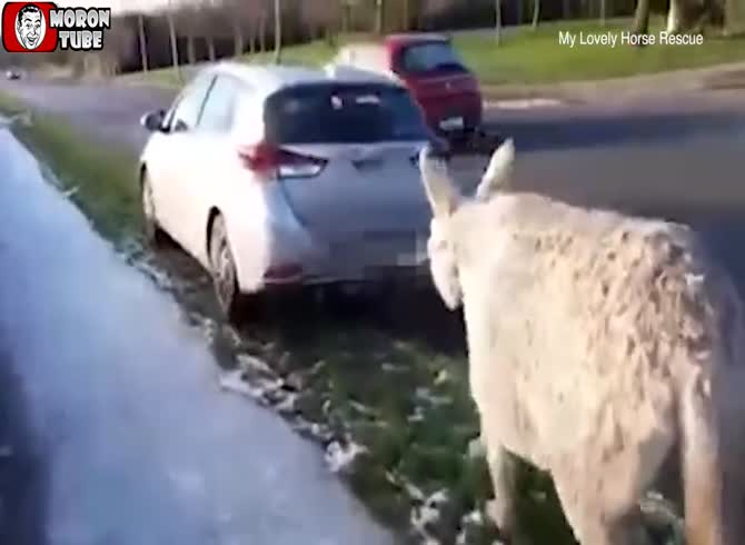 Video :In Ireland, a car-dragged donkey is saved by an animal hero